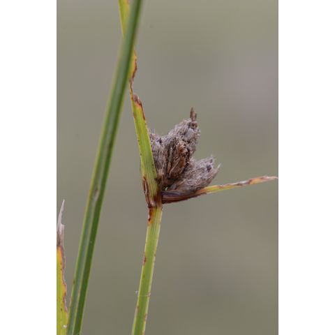 Schoenoplectus maritimus