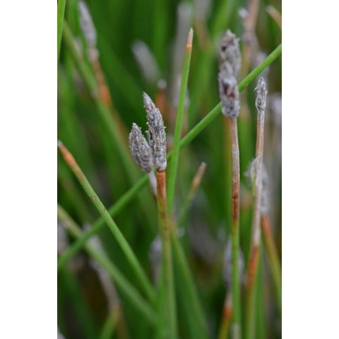 Eleocharis erythropoda