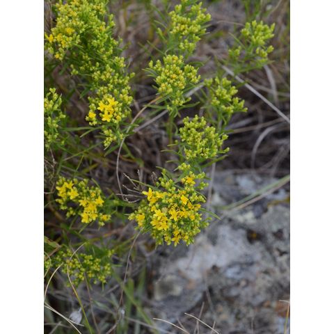 Gutierrezia sarothrae