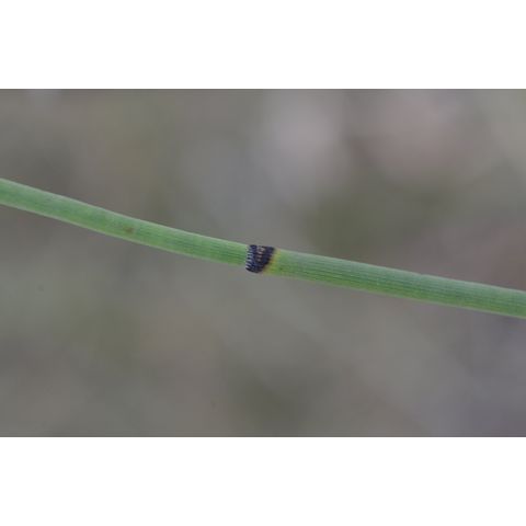 Equisetum laevigatum
