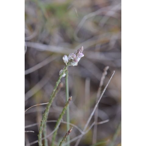 Polygala alba