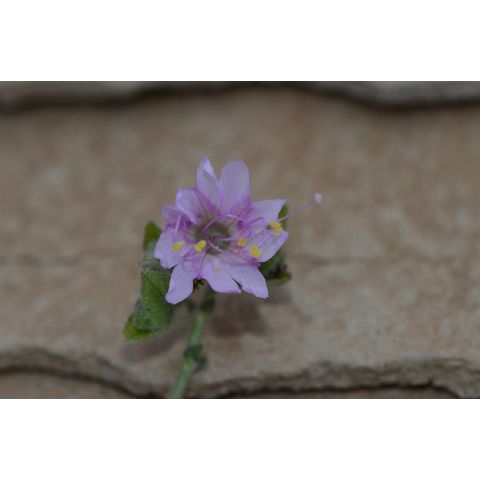 Mirabilis linearis