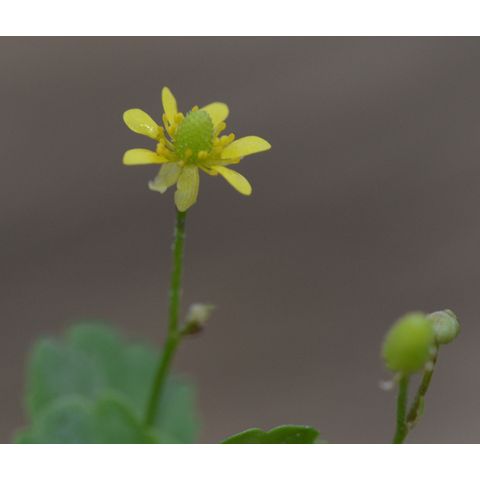 Ranunculus cymbalaria
