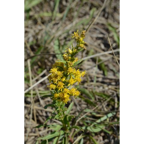 Solidago missouriensis