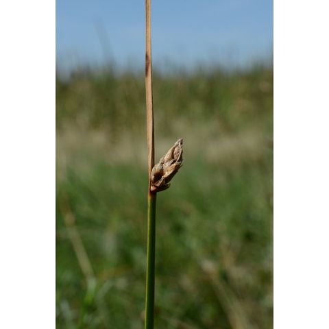 Schoenoplectus pungens