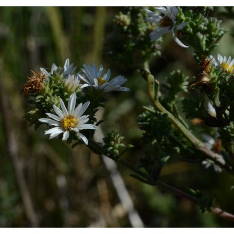 Symphyotrichum ericoides
