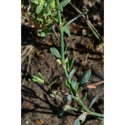 Polygonum aviculare