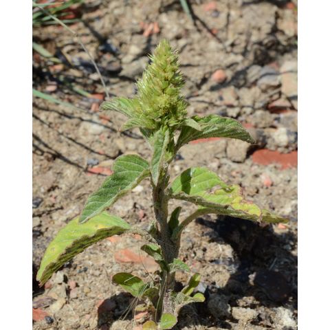 Amaranthus retroflexus