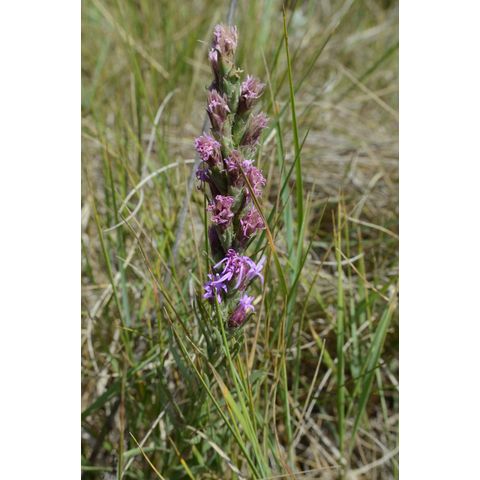 Liatris pycnostachya