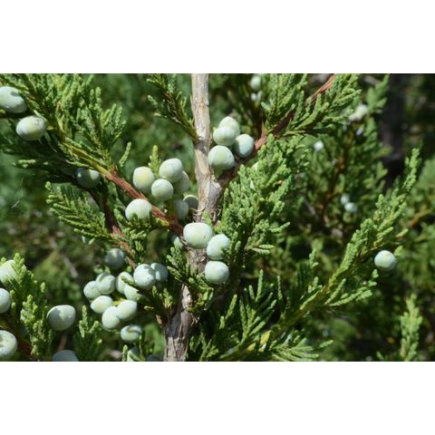 Juniperus scopulorum