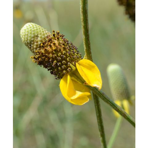 Ratibida columnifera