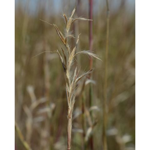 Schizachyrium scoparium