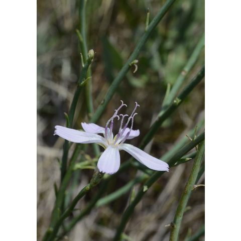 Lygodesmia juncea