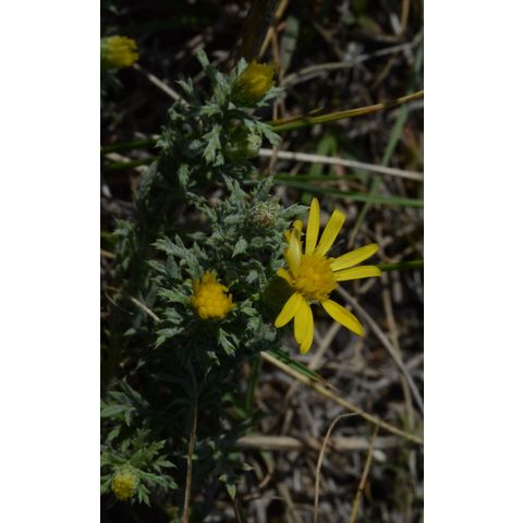 Machaeranthera pinnatifida