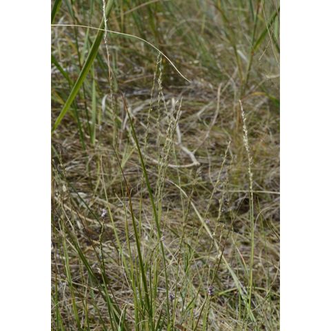 Muhlenbergia cuspidata