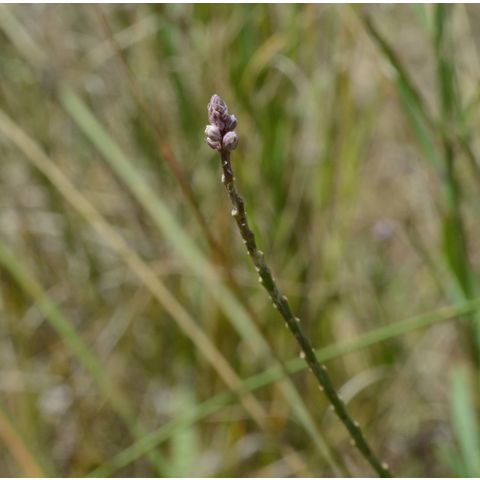 Polygala alba