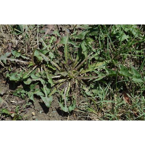 Taraxacum officinale