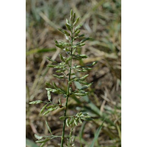 Eragrostis cilianensis