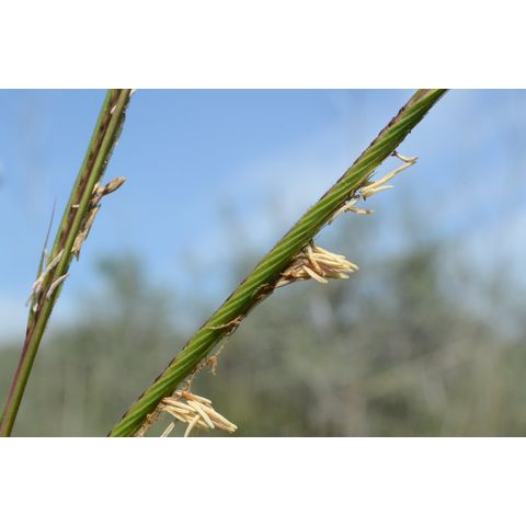 Spartina gracilis