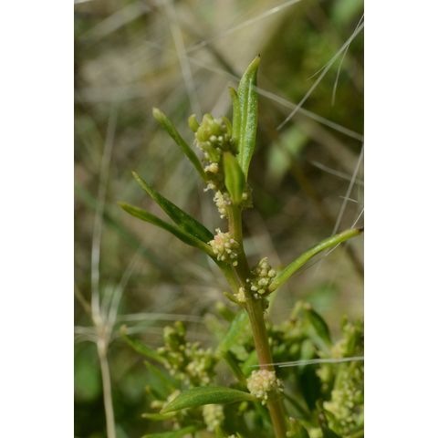 Chenopodium rubrum