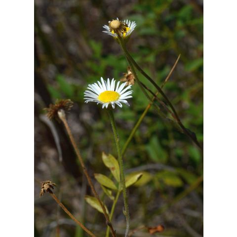 Erigeron strigosus