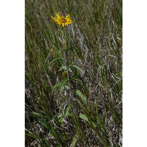 Helianthus maximiliani