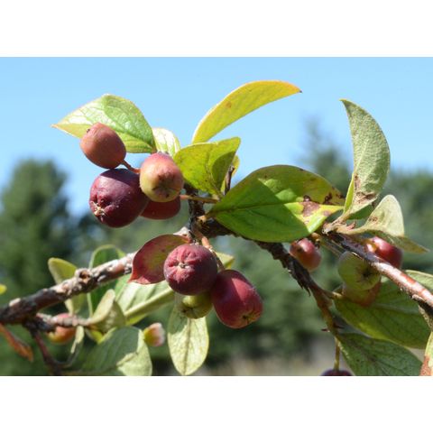 Cotoneaster uniflorus