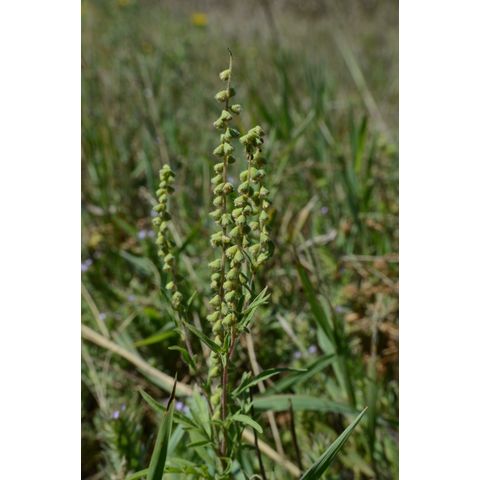 Ambrosia artemisiifolia