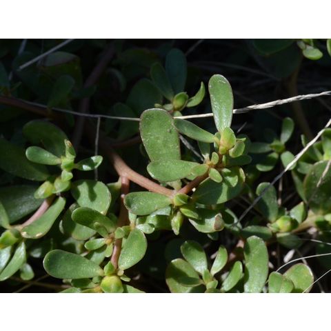Portulaca oleracea