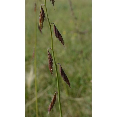 Bouteloua curtipendula