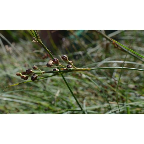 Juncus compressus