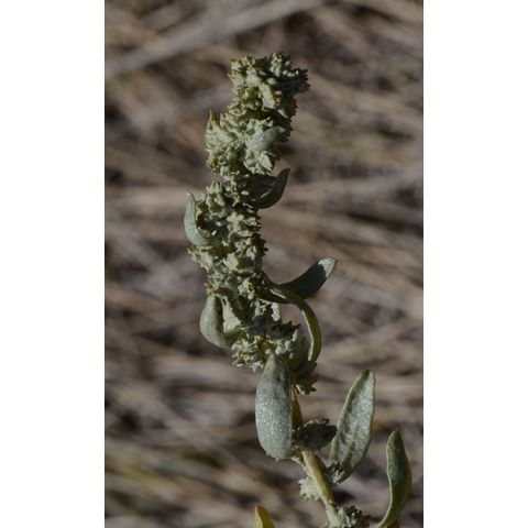 Atriplex nuttallii