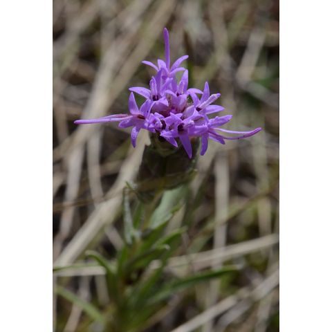 Liatris punctata