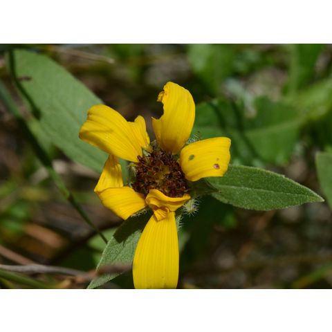 Helianthus pauciflorus