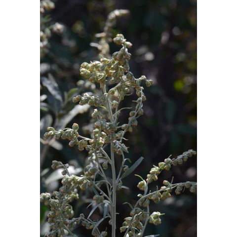 Artemisia absinthium