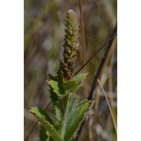 Verbena stricta
