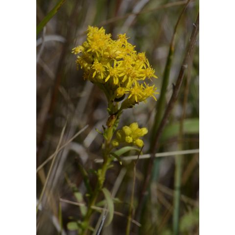 Solidago missouriensis