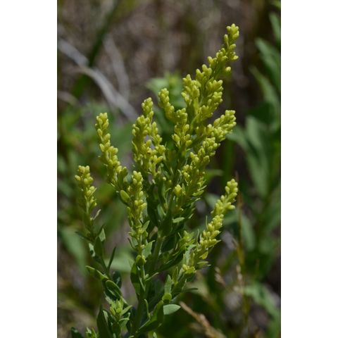 Solidago canadensis