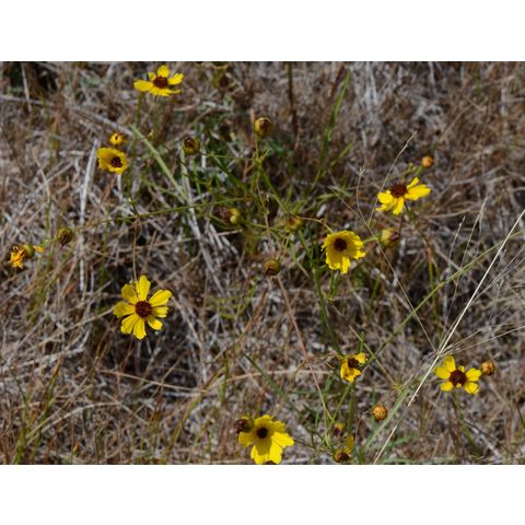 Coreopsis tinctoria