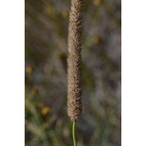Phleum pratense