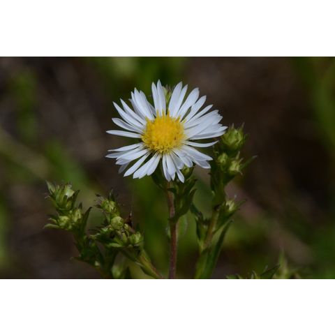 Symphyotrichum lanceolatum