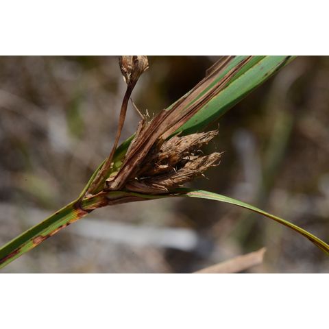 Schoenoplectus maritimus