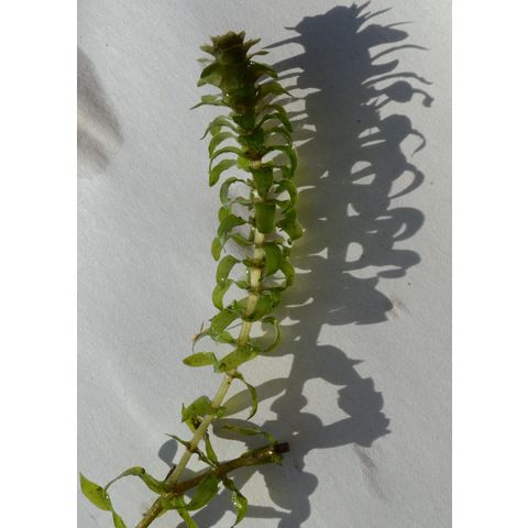 Elodea canadensis