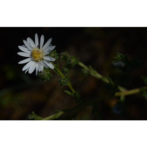 Symphyotrichum ericoides