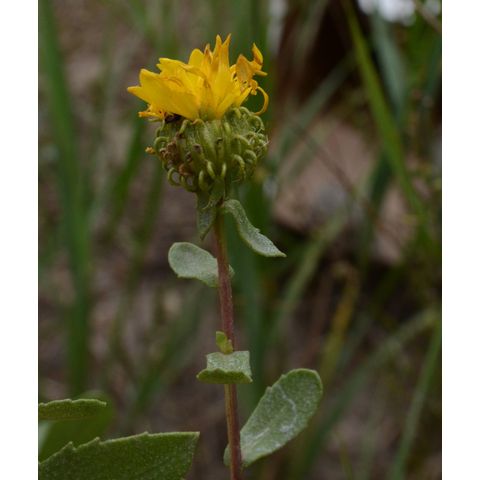 Grindelia squarrosa