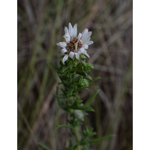Symphyotrichum ericoides