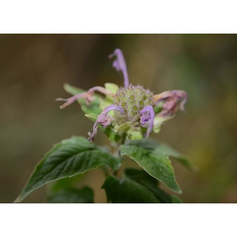 Monarda fistulosa