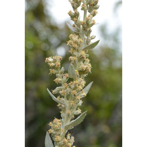 Artemisia ludoviciana