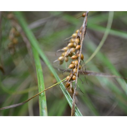 Carex assiniboinensis