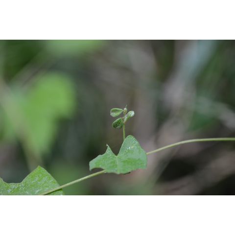 Polygonum convolvulus
